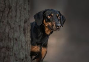 Black and tan hound dog peering from behind tree trunk in moody lighting.