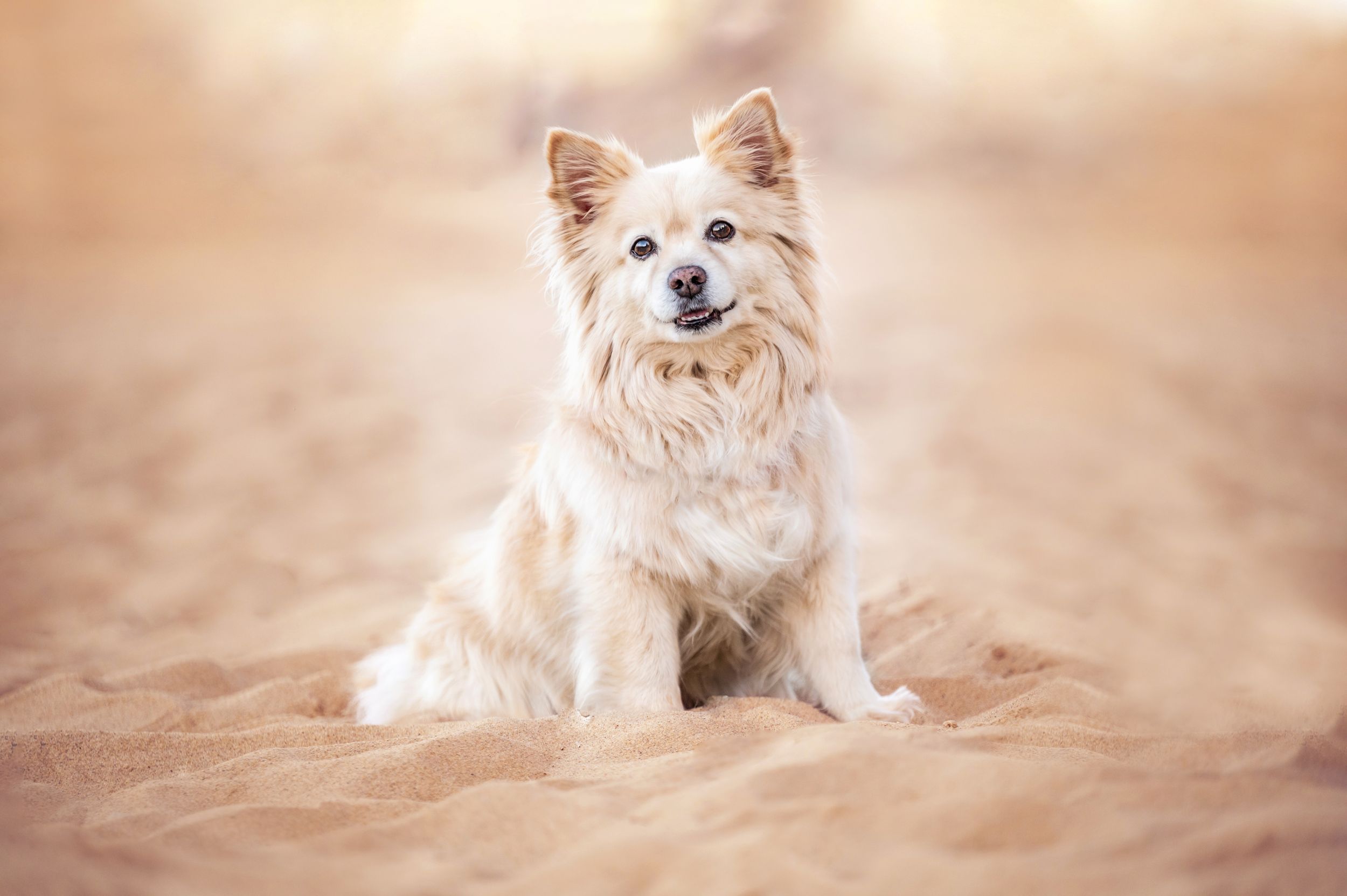 Small cream-colored dog sitting in soft desert sand with dreamy background.