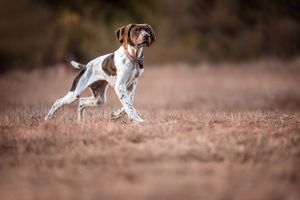 Plymouth, MA dog photographer Heidi Harting