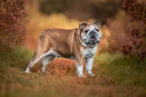 English bulldog standing alert in autumn foliage with warm lighting.