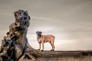 Brown boxer dog standing on driftwood against dramatic sky.