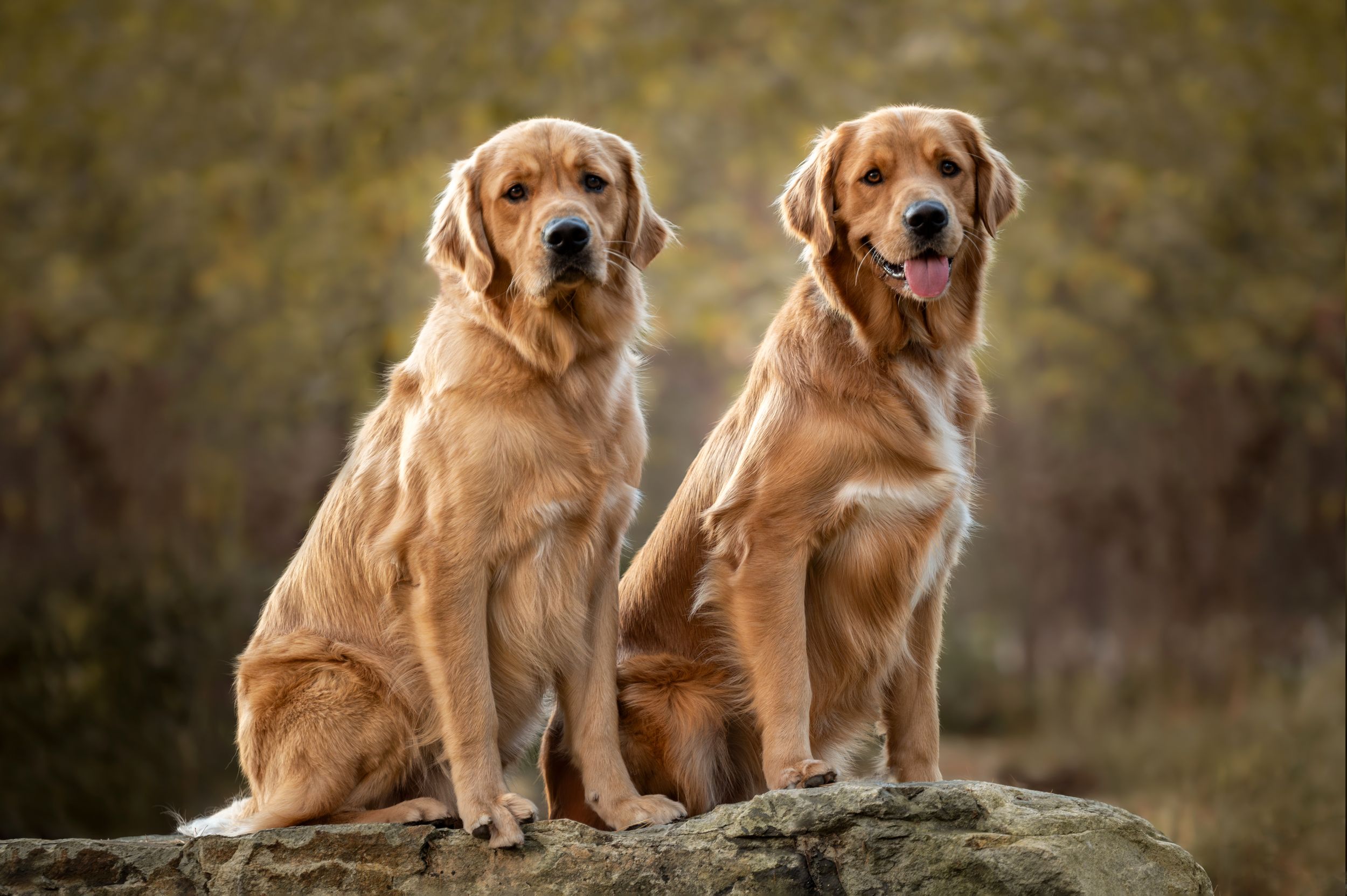 The Posed Pup by Heidi Harting Photography golden lab photo session