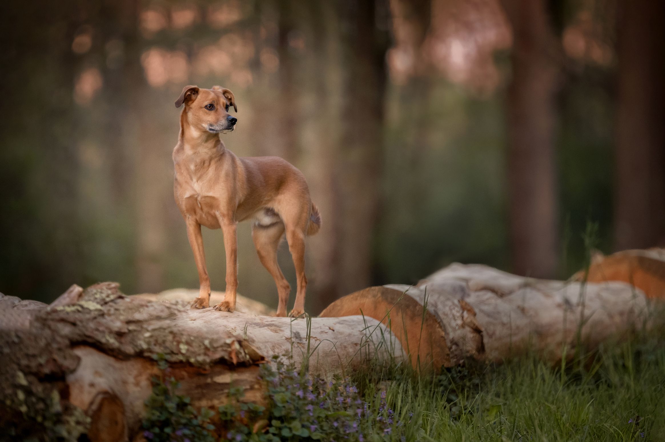 Brown terrier mix dog standing proudly on fallen log in forest setting.