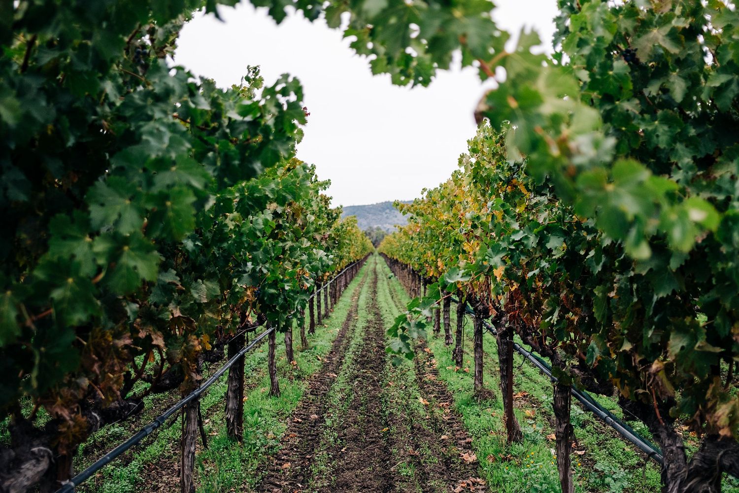 The Vineyards