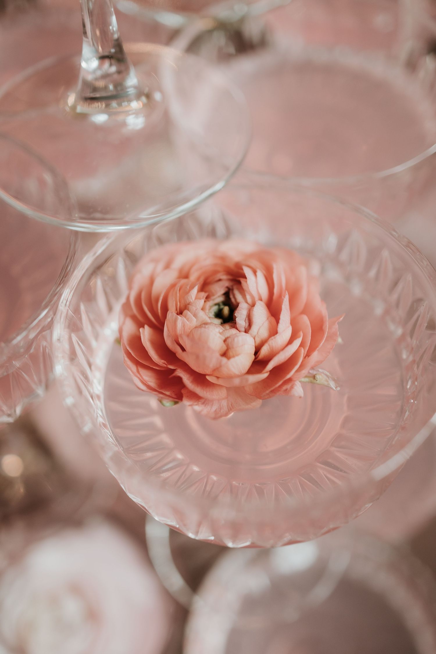 Pink ranunculus flower floating in a crystal coupe glass with soft lighting.