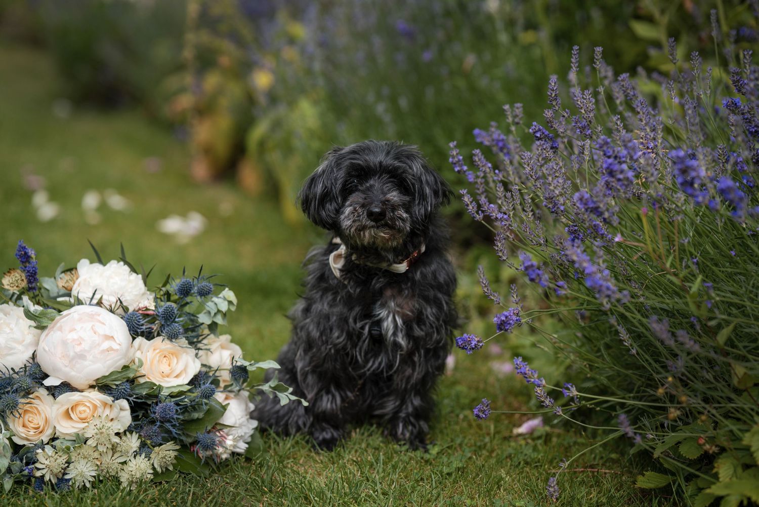 Zara Davis Photography Dogs at Weddings Cotswolds Gloucestershire Cheltenham Somerset Guyers House Devon