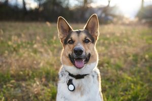 Happy brown and white dog with perked ears and collar smiling at camera in outdoor setting at golden hour.