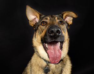 Close up portrait of happy German Shepherd dog with tongue out against black background.