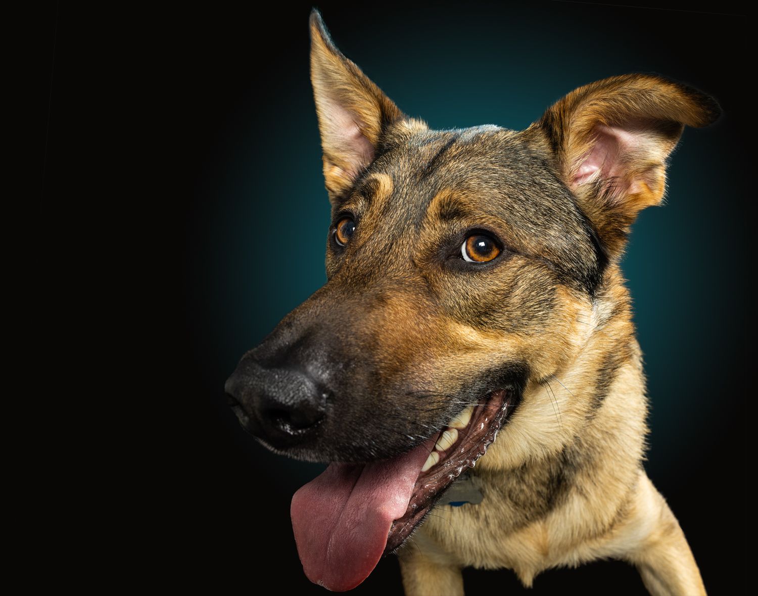 Portrait of alert German Shepherd dog with tongue out against dark blue background.