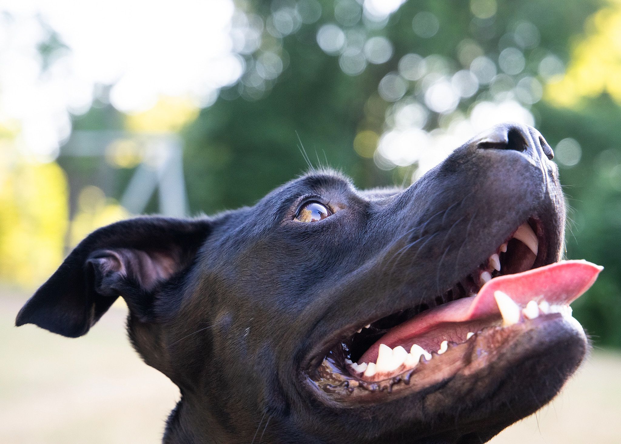 Close-up of a happy black dog with mouth open showing teeth against blurred background.
