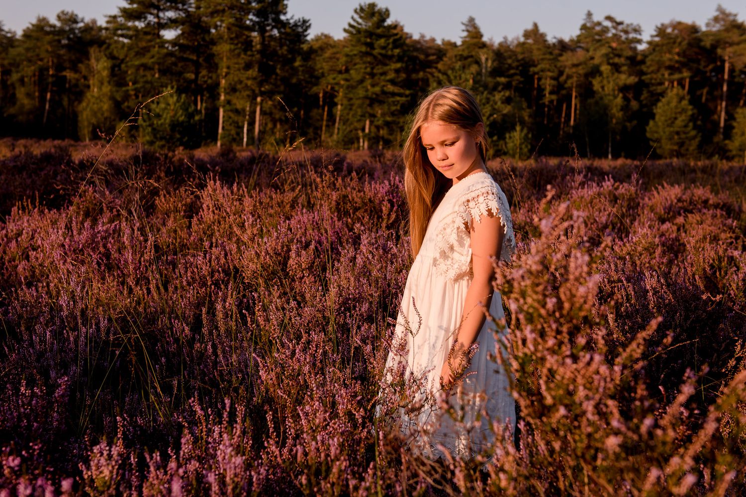communiefoto, portretfoto, heide, zomer, golden hour