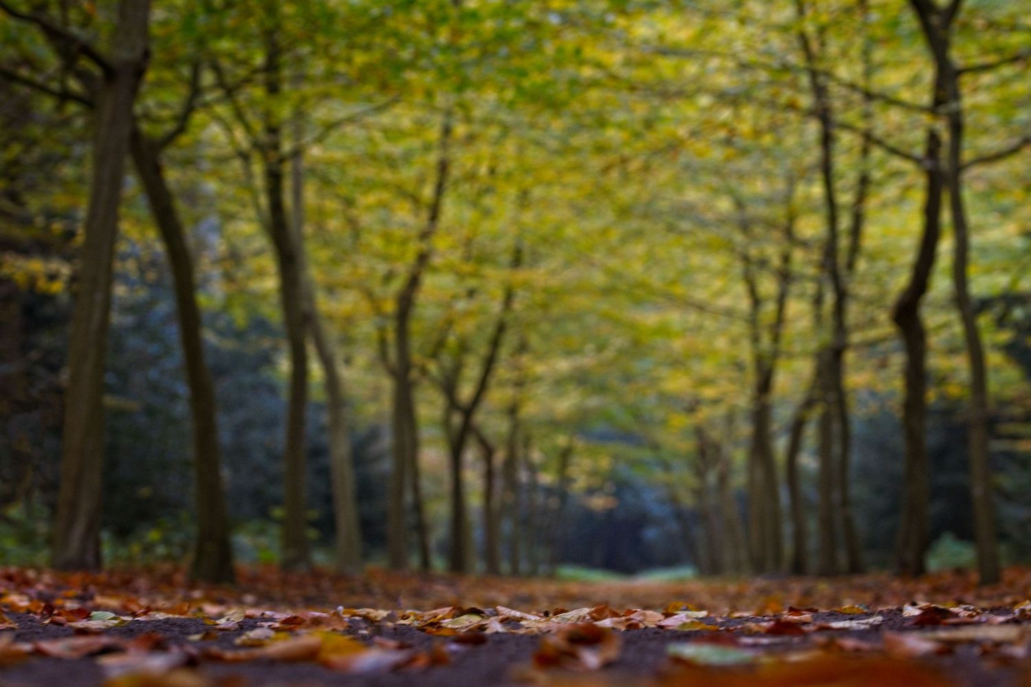 Keep Looking Up - Autumn Forest