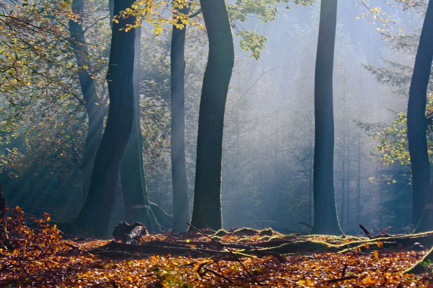 Trees in Fog and first Daylight
