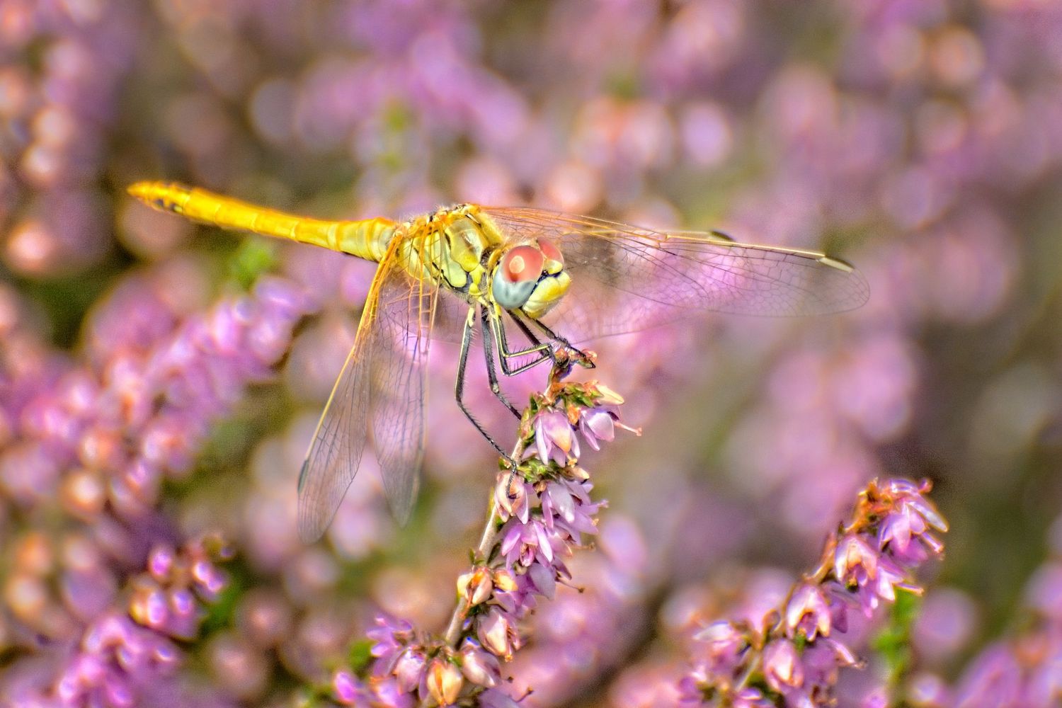 Colourful Dragonfly in Heather