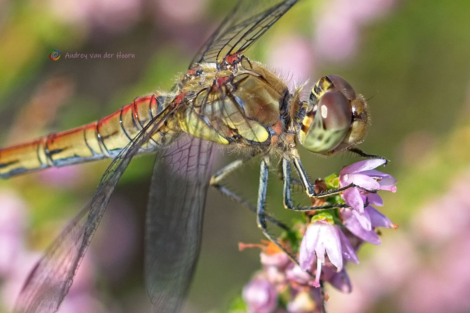 Dragonfly in Heather Field