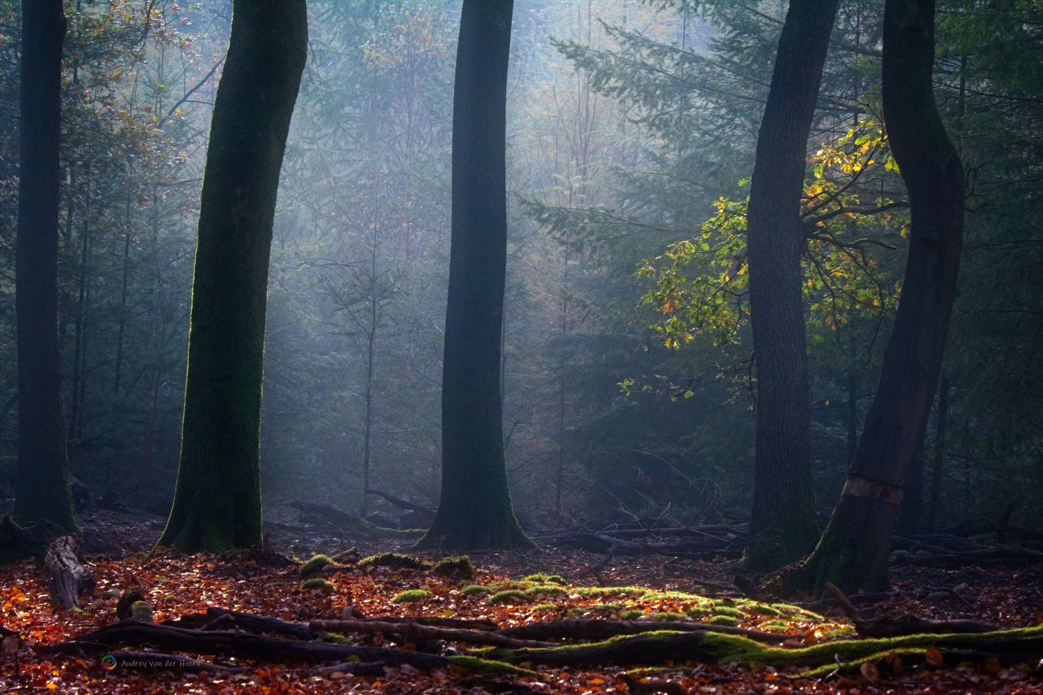 Speulderbos Fog in Forest