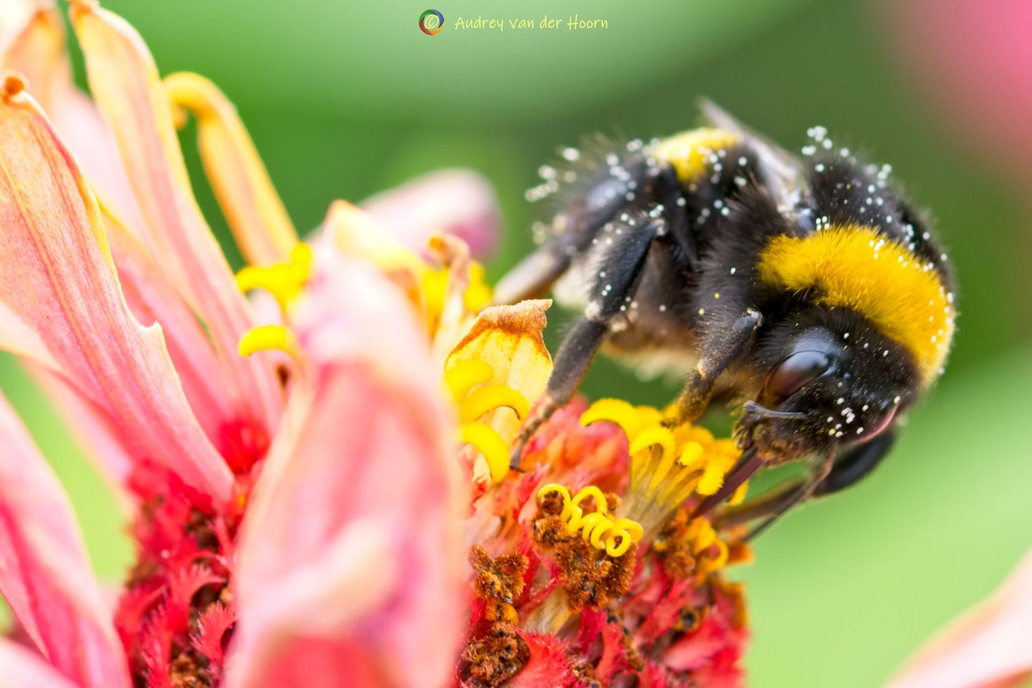 Bumblebee on a flower