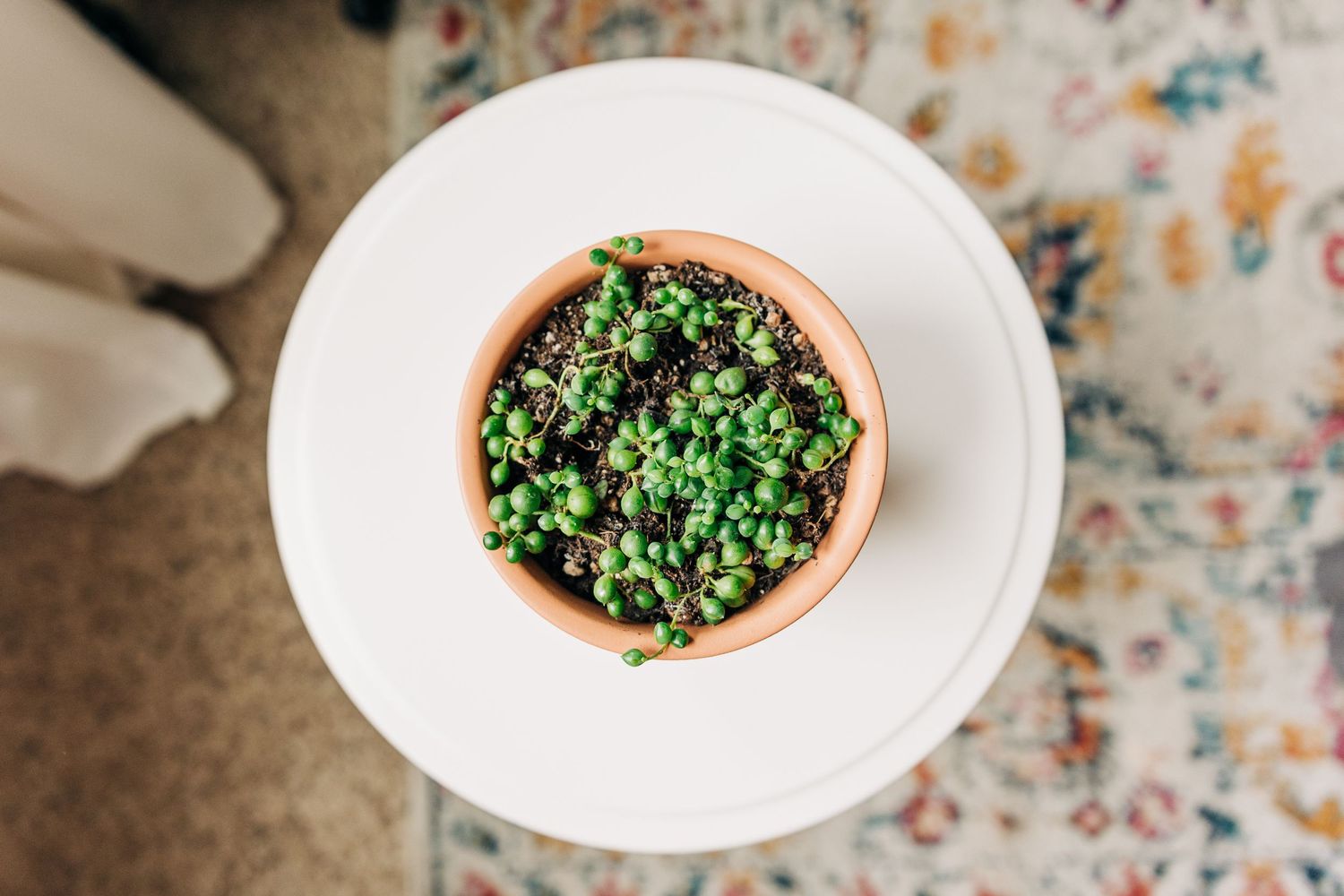 string of pearls plant picture from above on white table and colorful rug underneath
