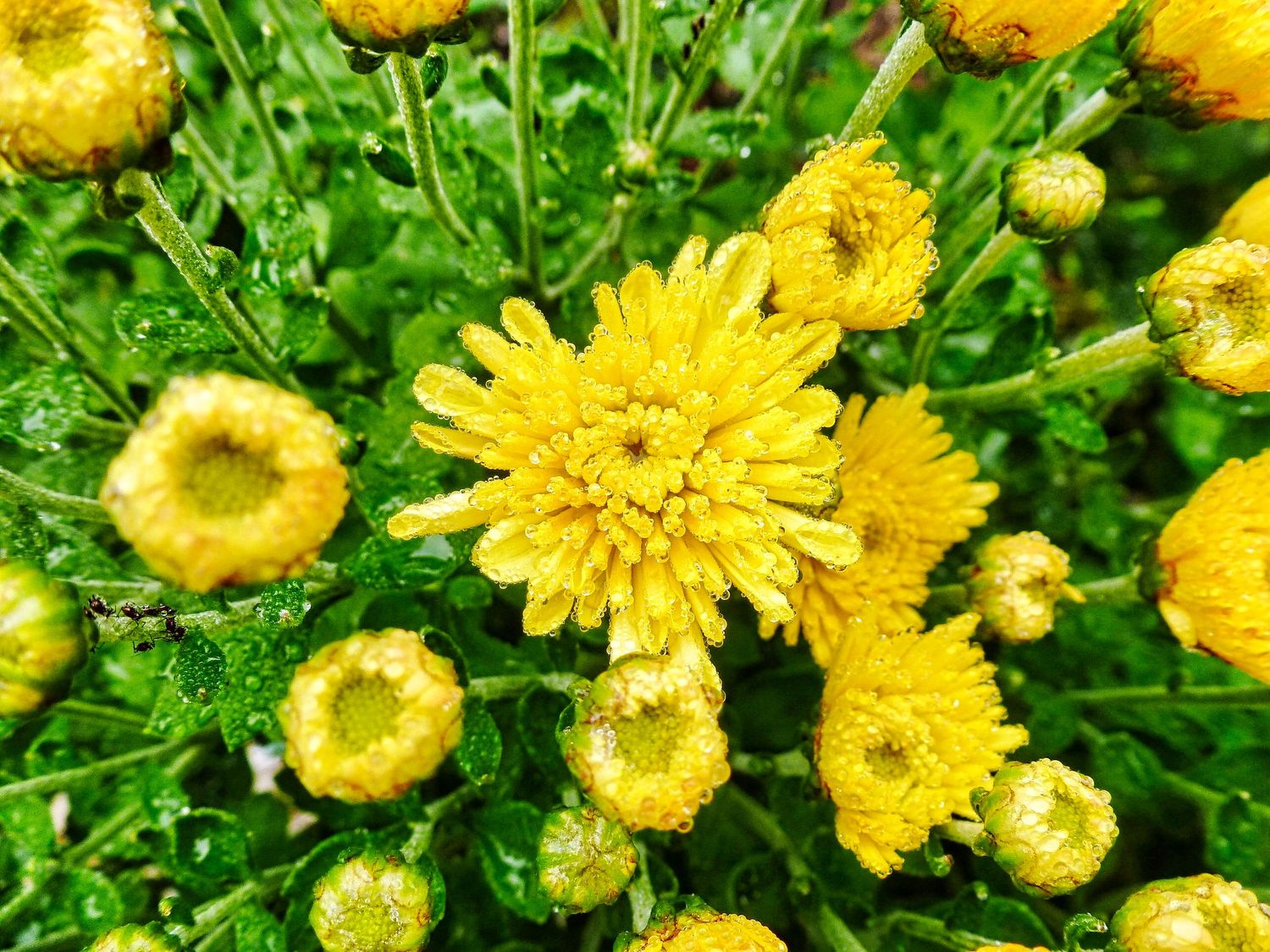 flowers