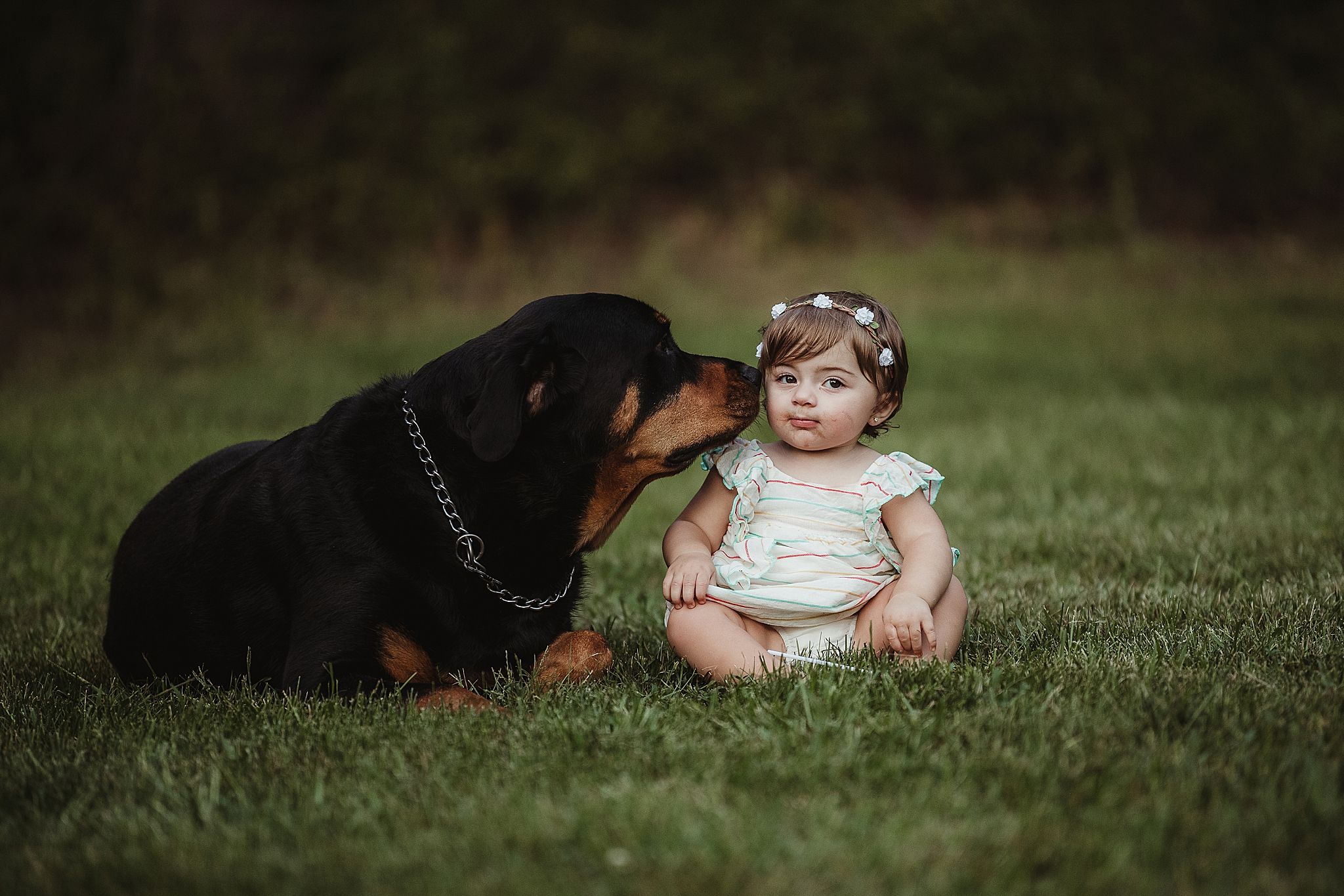 Gentle Rottweiler dog sitting close to small child in white dress on grassy lawn.
