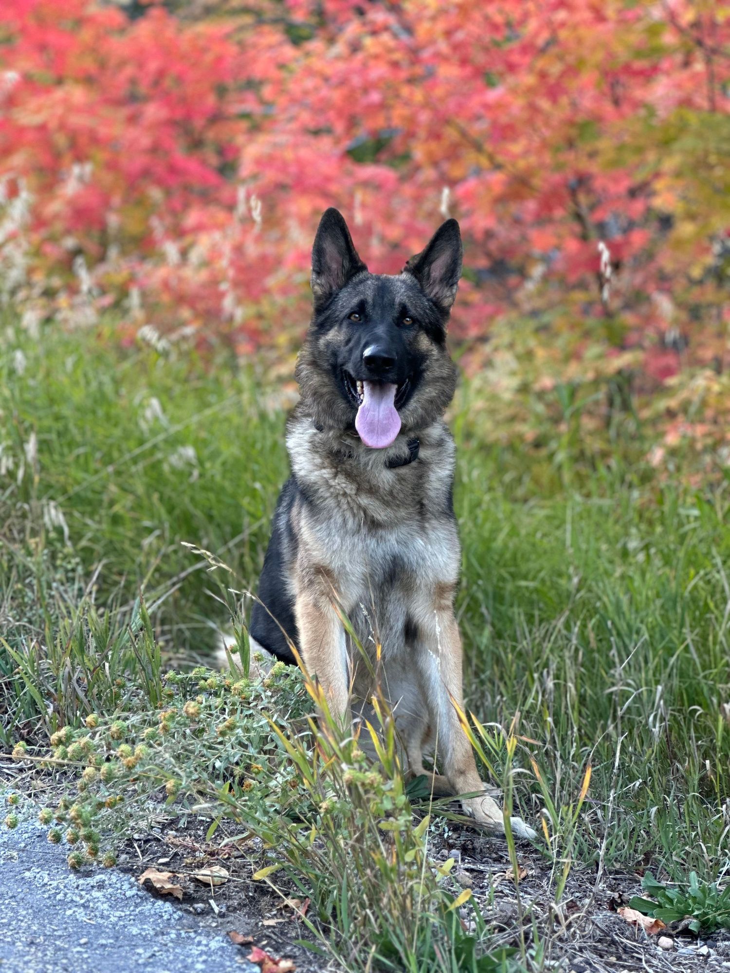 German Shepherd dog poses with tongue out against vibrant red fall foliage.