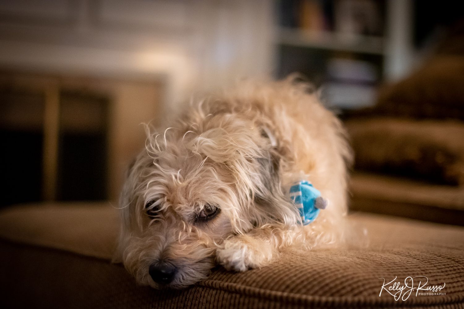 dog with toy looking at camera