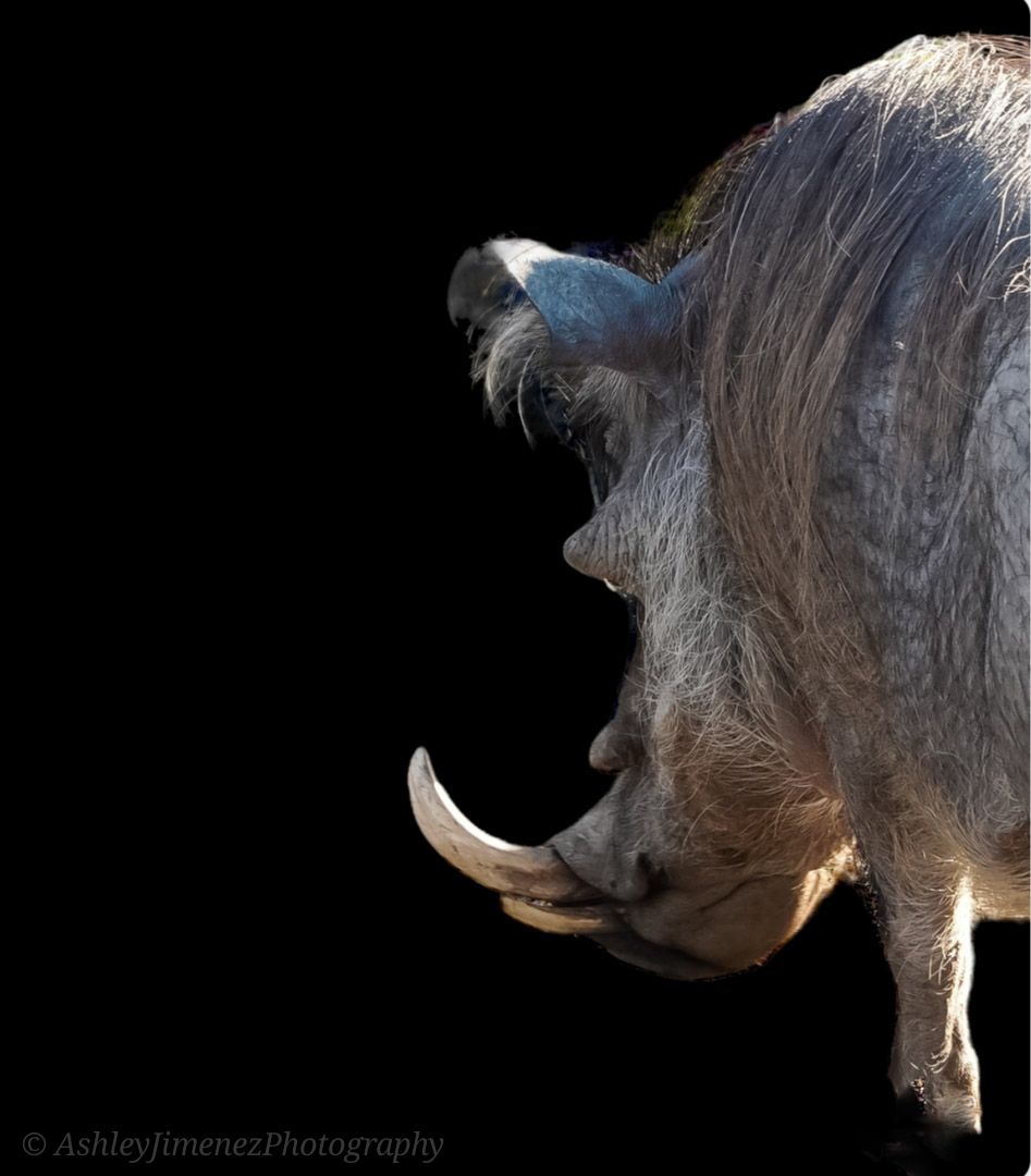 animal photographer
animal photography
wildlife photographer
wildlife photography
Fresno photographer
zoo