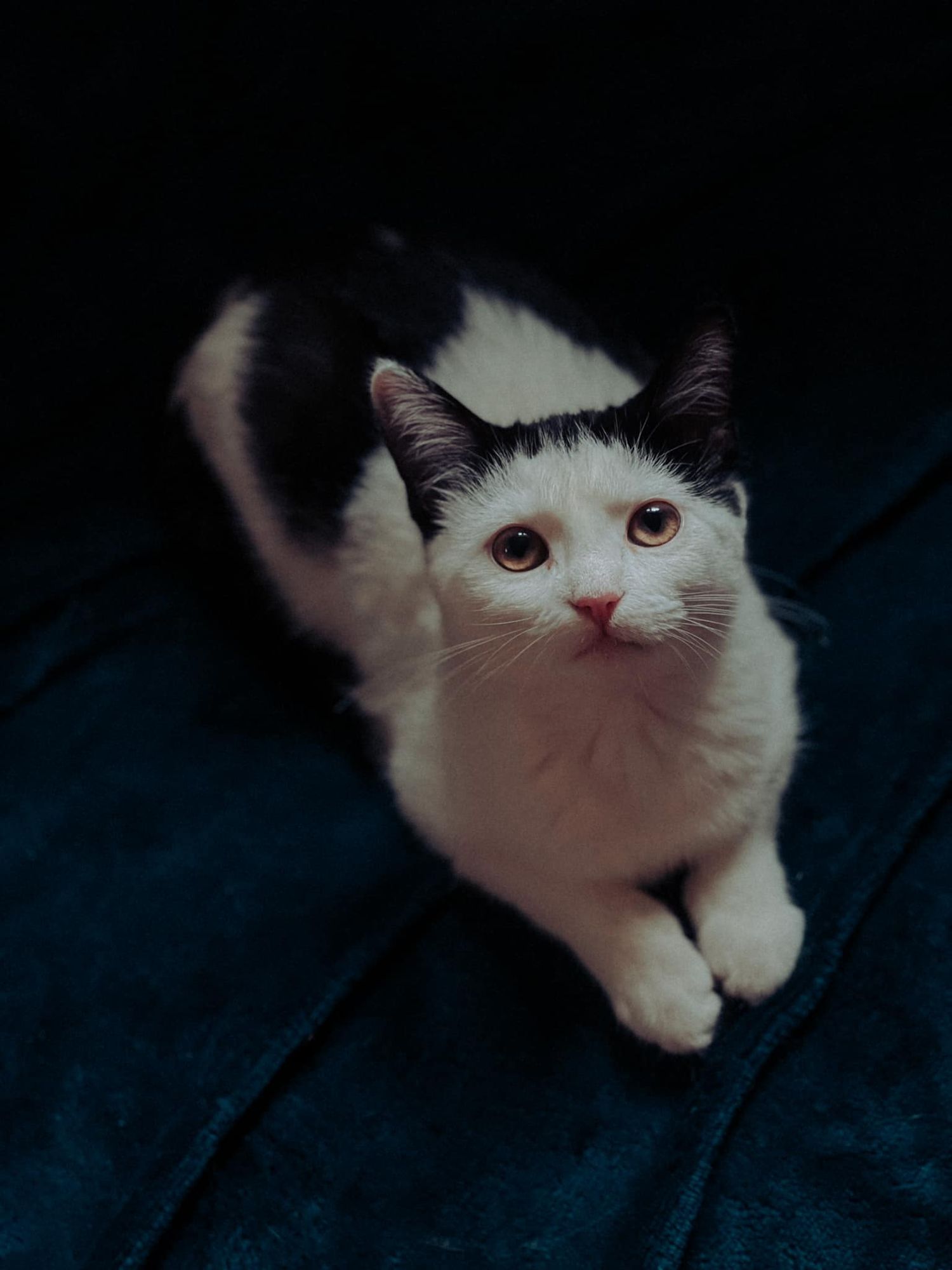 A black and white cat with amber eyes sits on a dark teal surface, looking up curiously at the camera.
