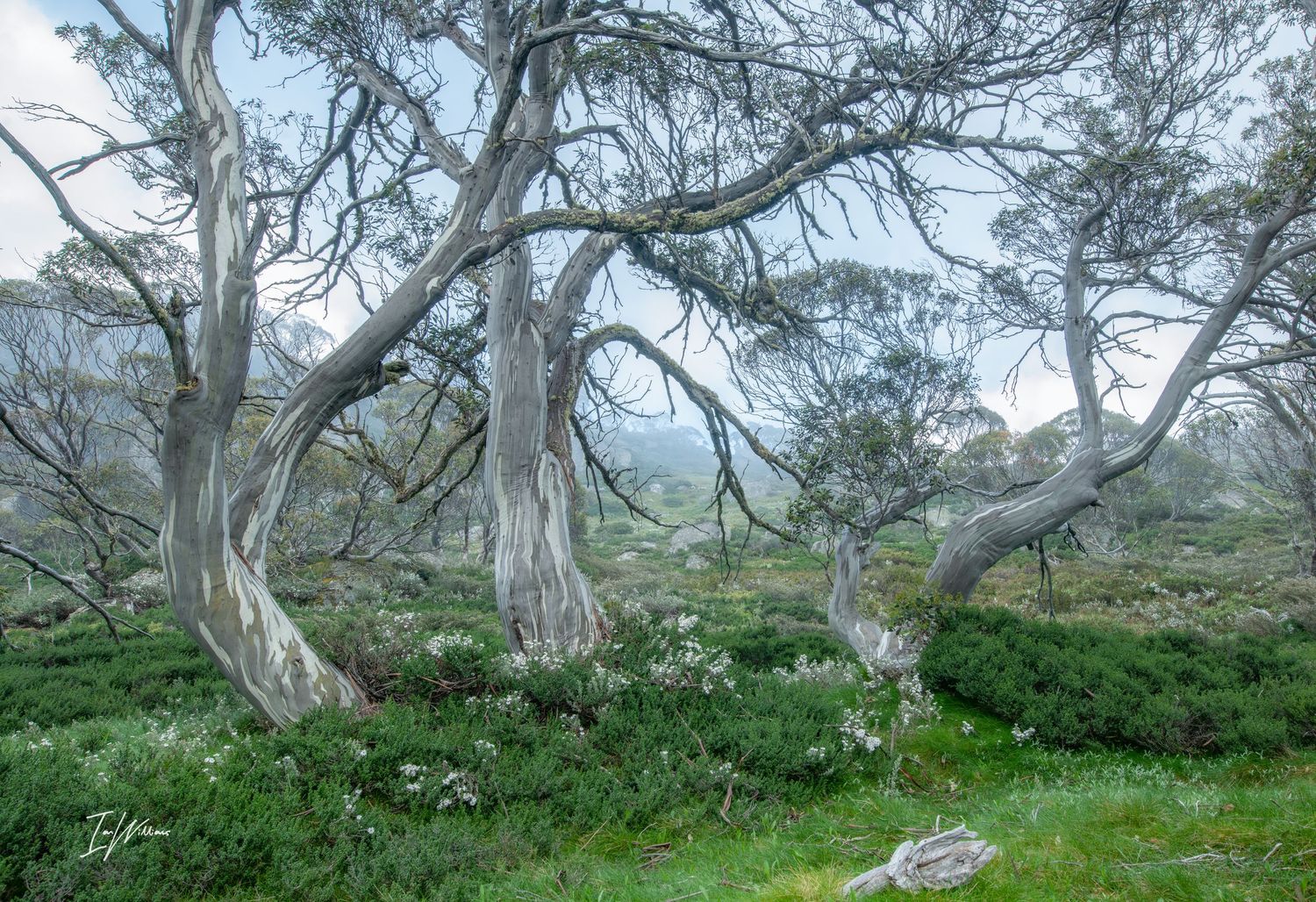 Snow gum grove