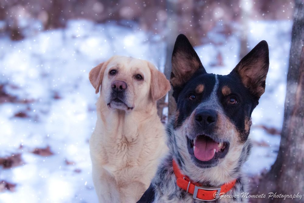 Two dogs, a yellow Labrador and a black and white mixed breed, posing together in snowy setting.