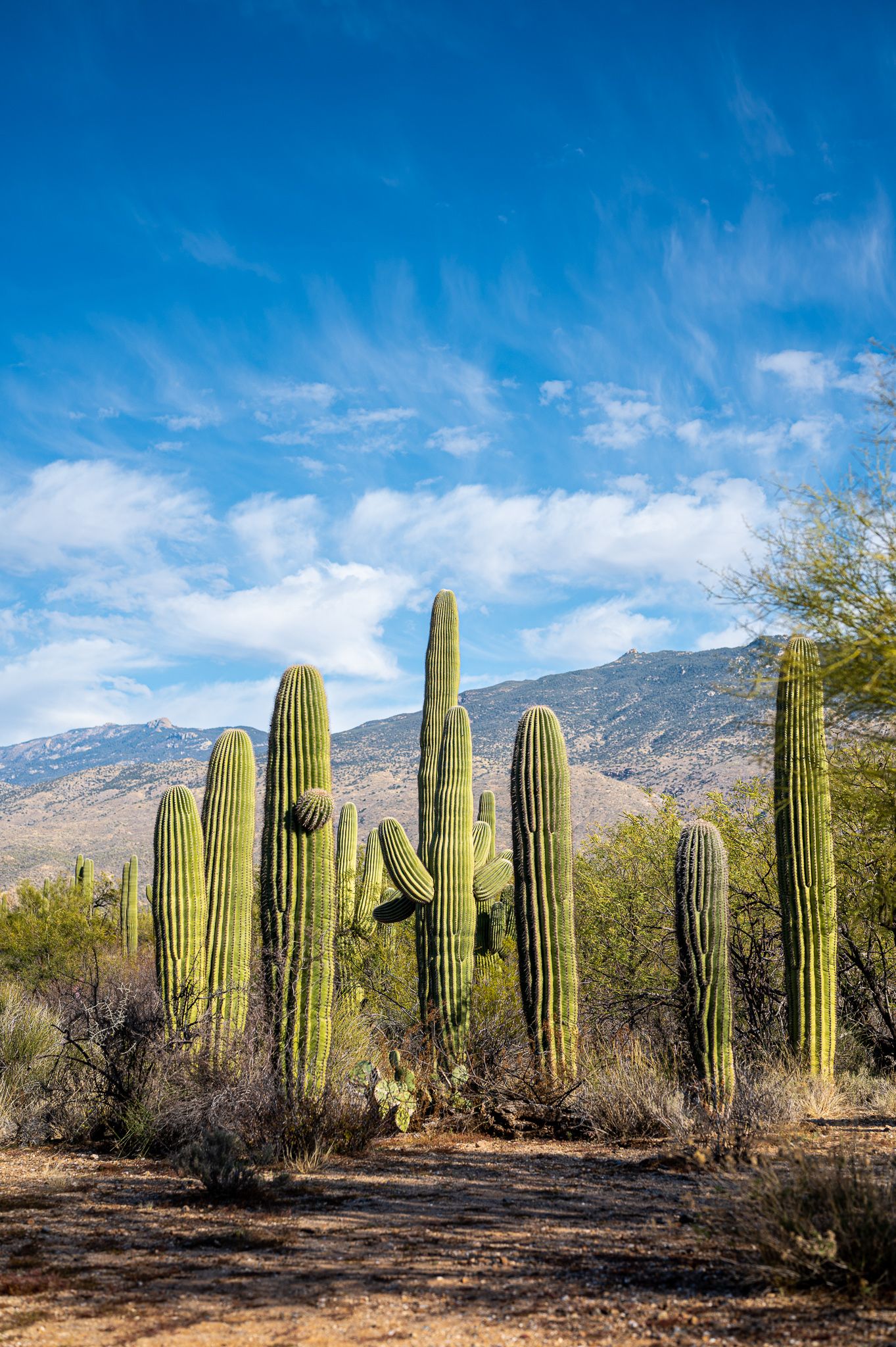 Looking for towering saguaros, Broadway trail is a perfect location for your desert photo shoots!