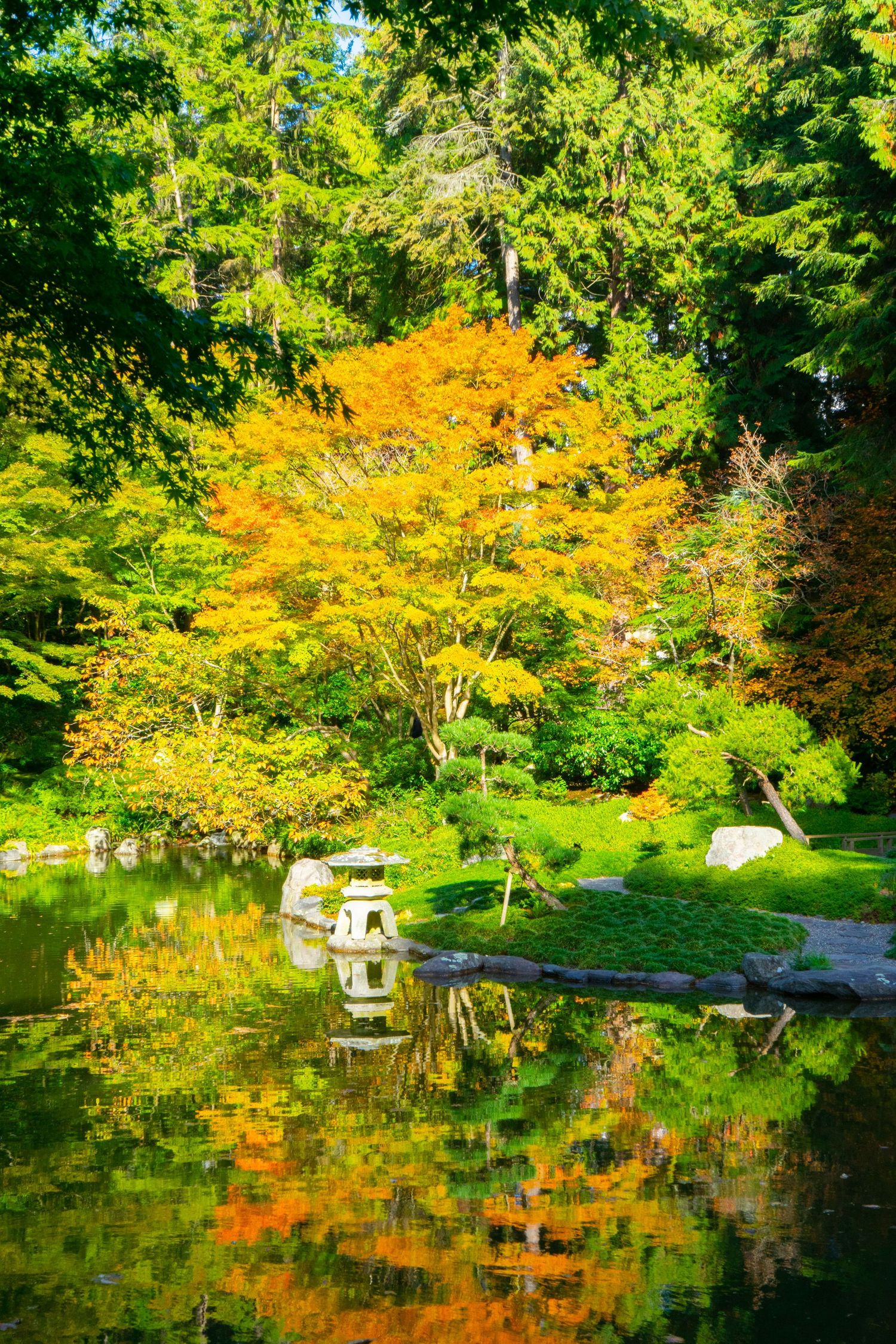 Japanese garden with vibrant yellow maple trees reflecting in a tranquil pond with stone lantern.