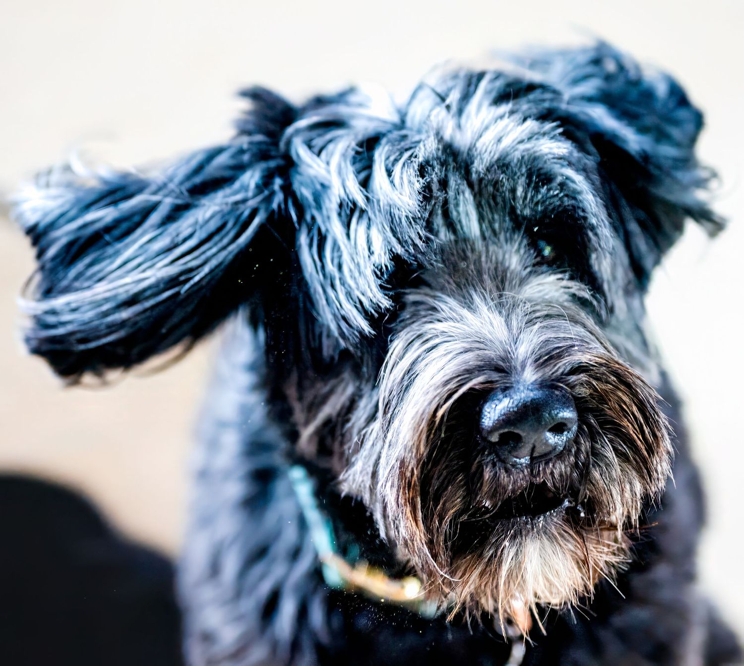 George shows us that being old doesn't have to mean you stop being playful. Senior dogs can have fun too!
