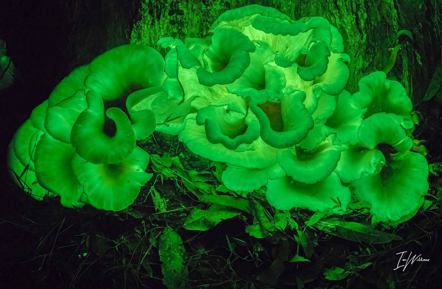 Ghost fungi