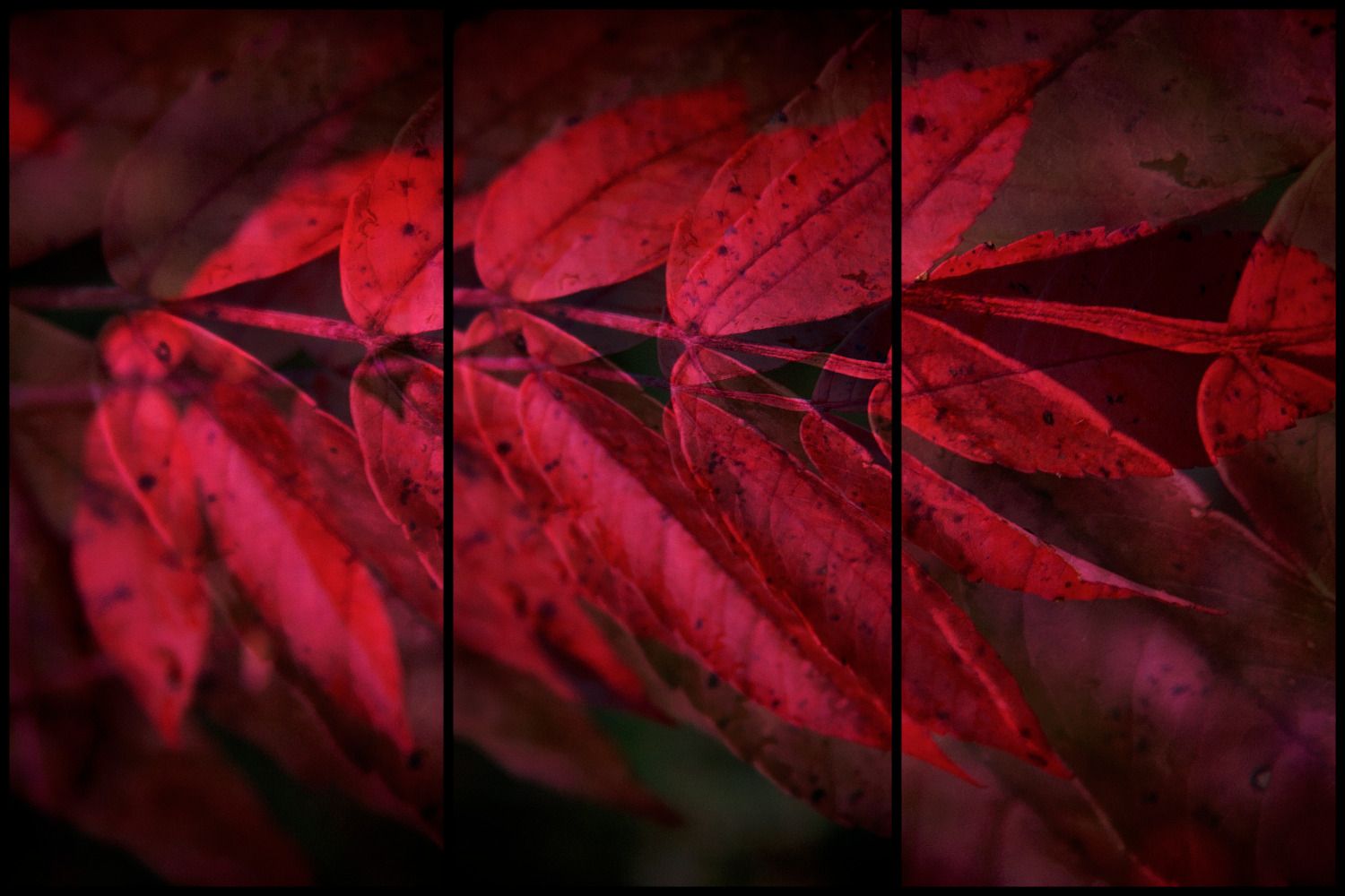 Triptych of deep red maple leaves with dark moody lighting and rich crimson tones.
