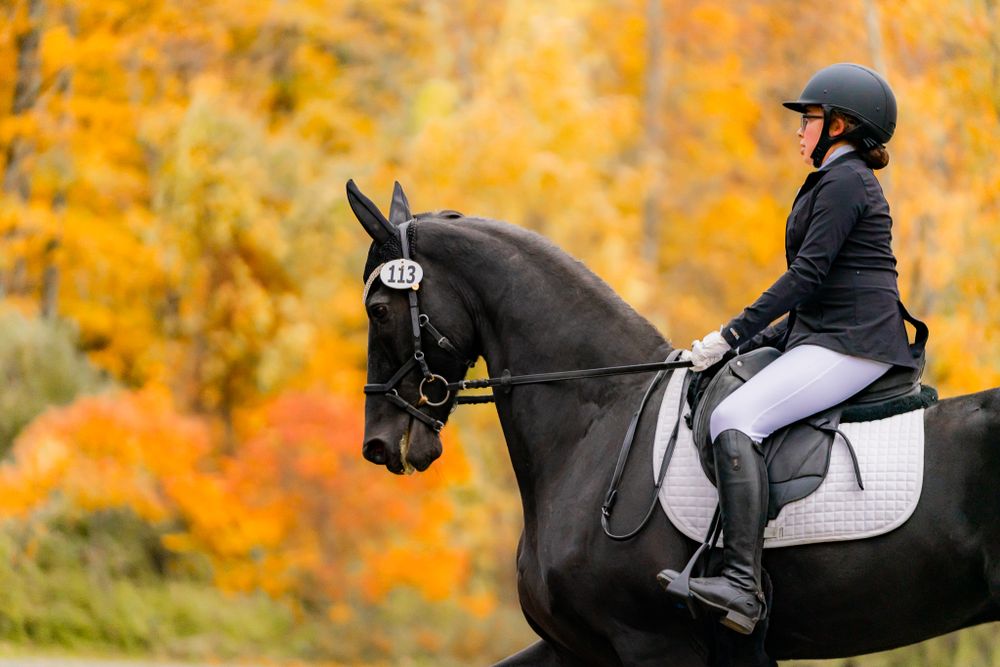 Dressage rider on black horse silhouetted against brilliant orange fall foliage.