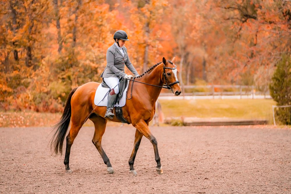 Equestrian rider practicing dressage on a chestnut horse against vibrant autumn foliage.