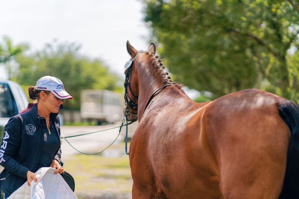 A close-up view of grooming and preparing a bay horse at an equestrian event.