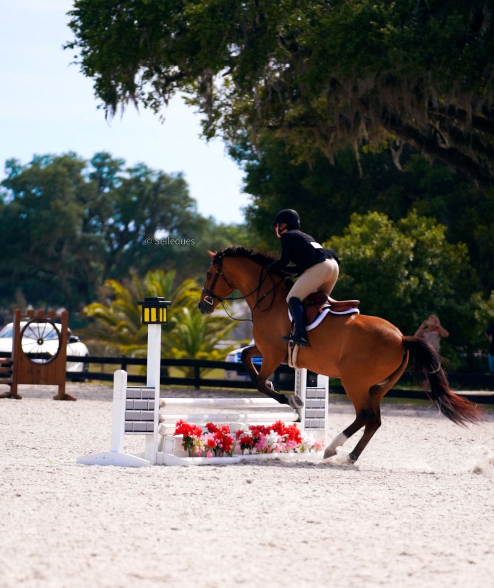 Equestrian jumping over a floral-decorated obstacle course barrier on a chestnut horse in an outdoor arena.