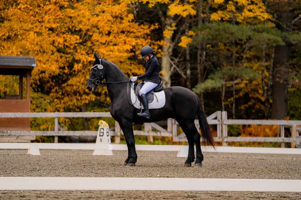 Dressage competition with black horse in riding arena surrounded by autumn trees.