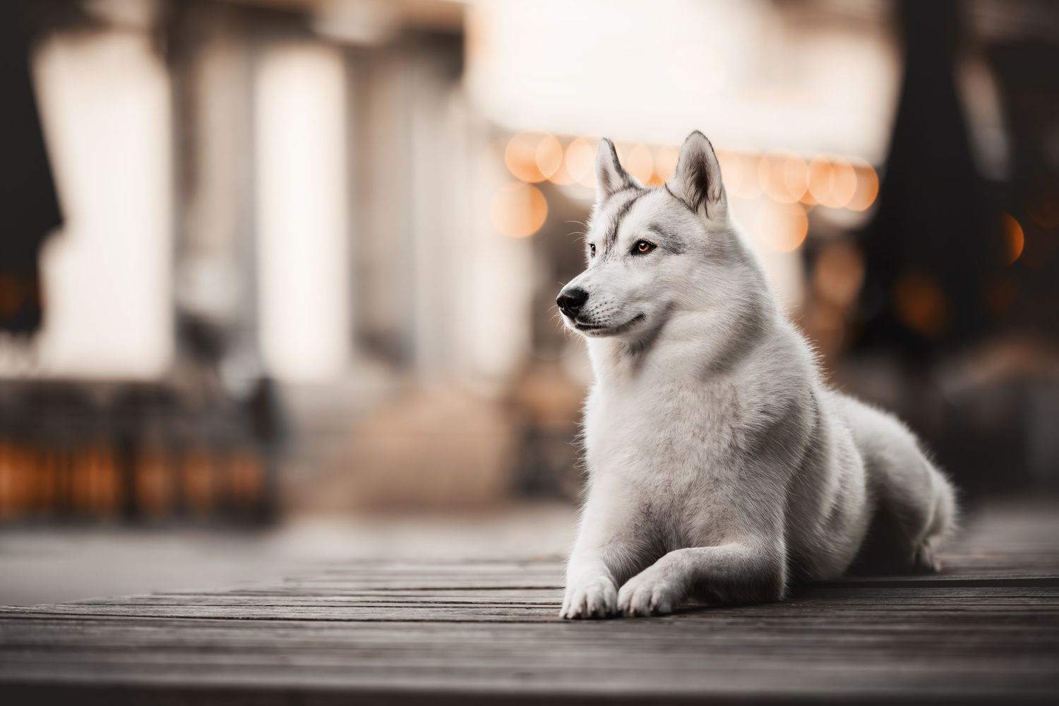 Husky dog lying on wooden deck in warm lighting.