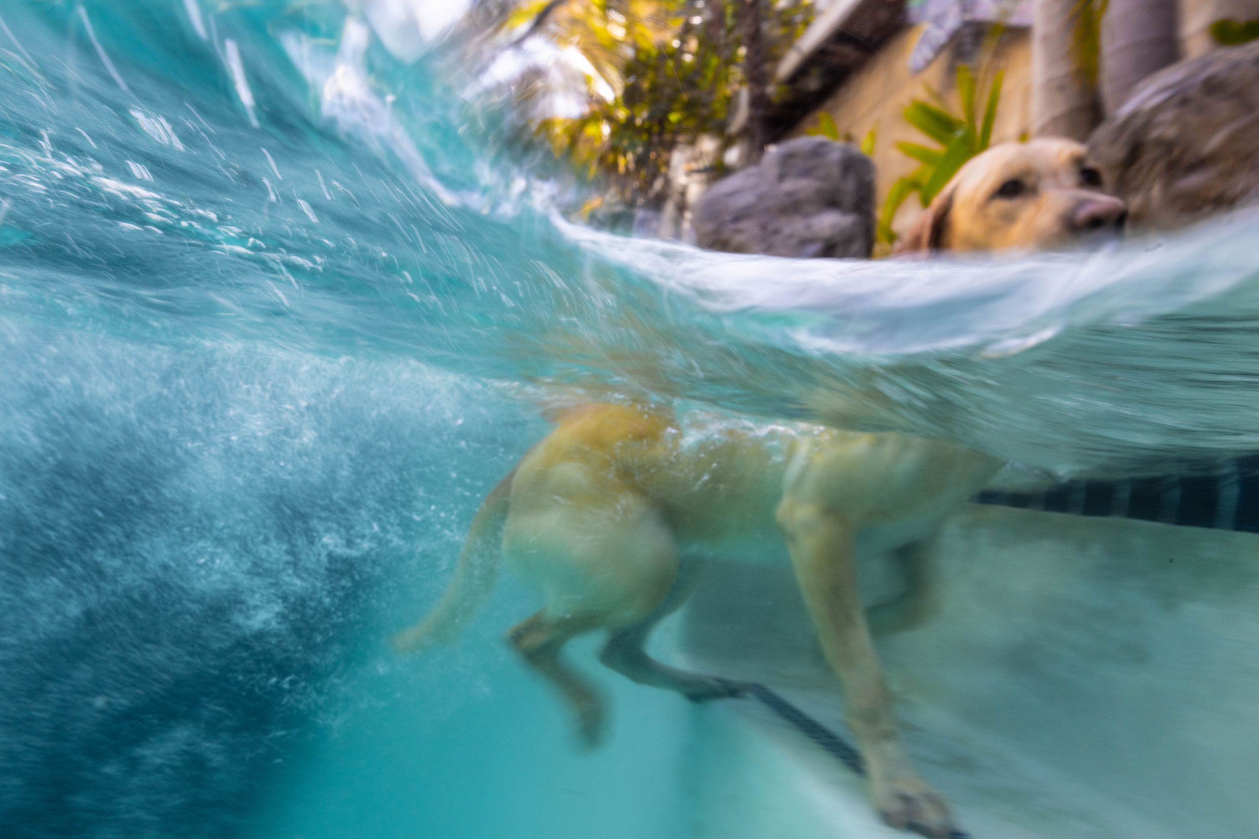 underwater dog photography split shot