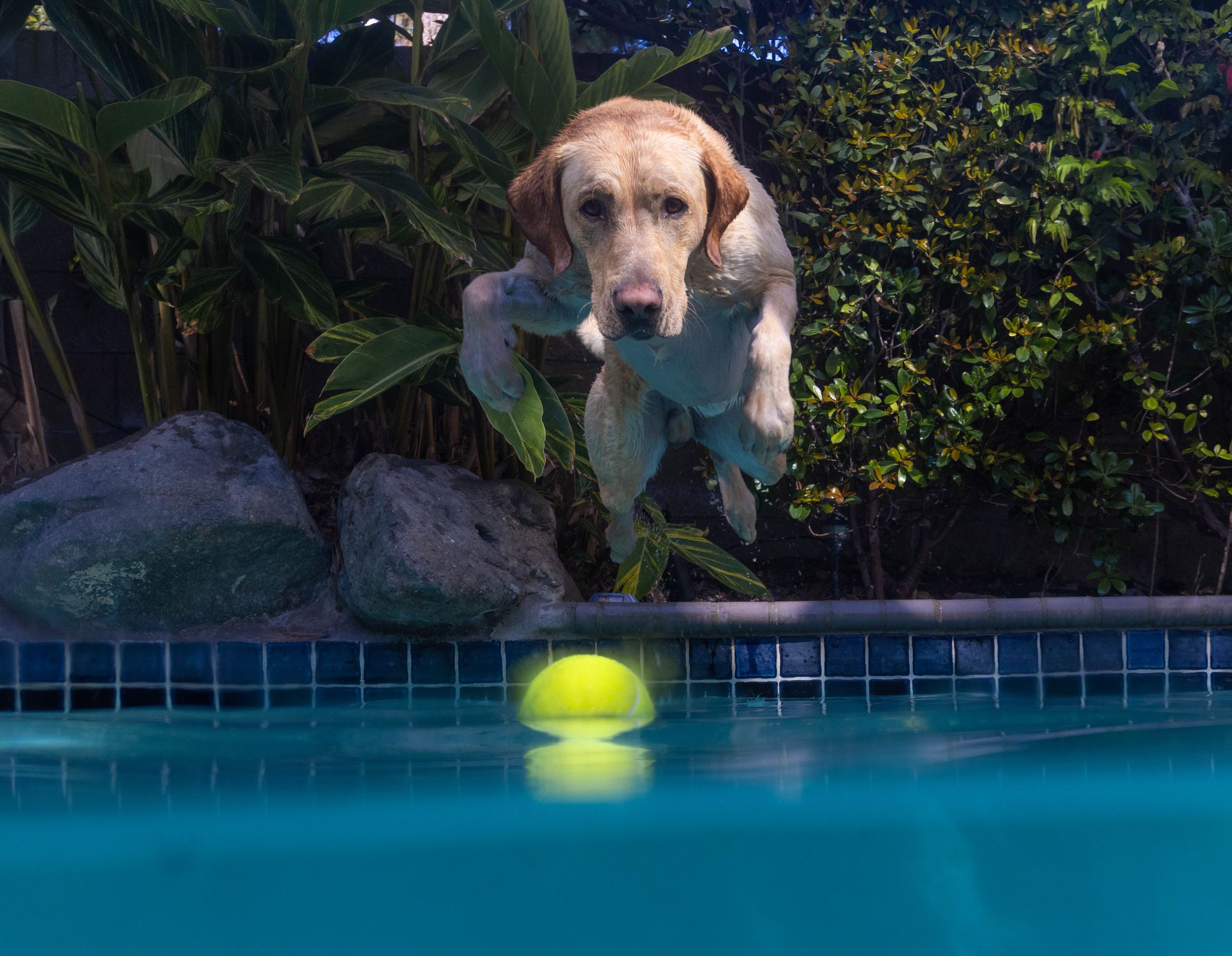 underwater dog photo