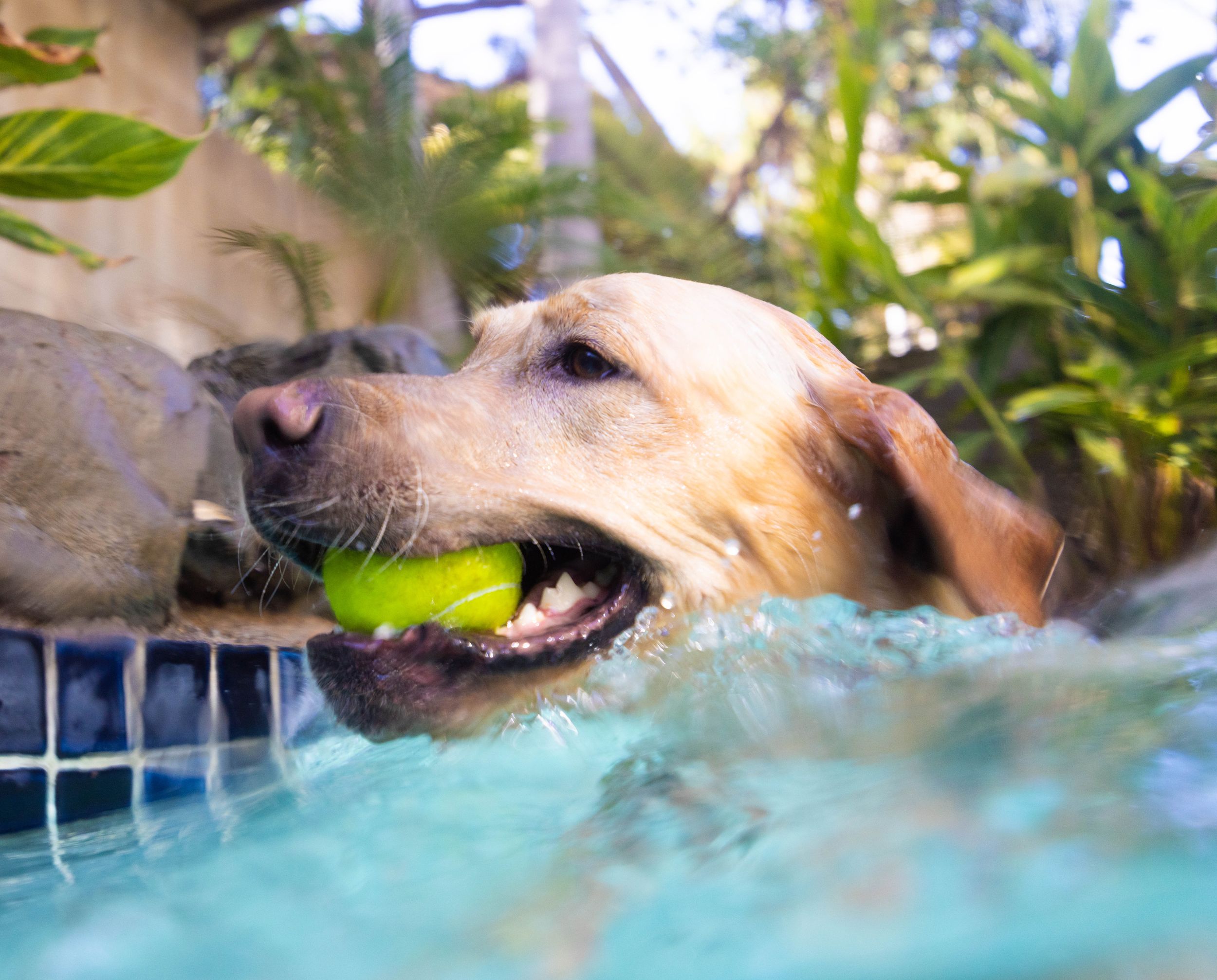underwater dog split shot photo