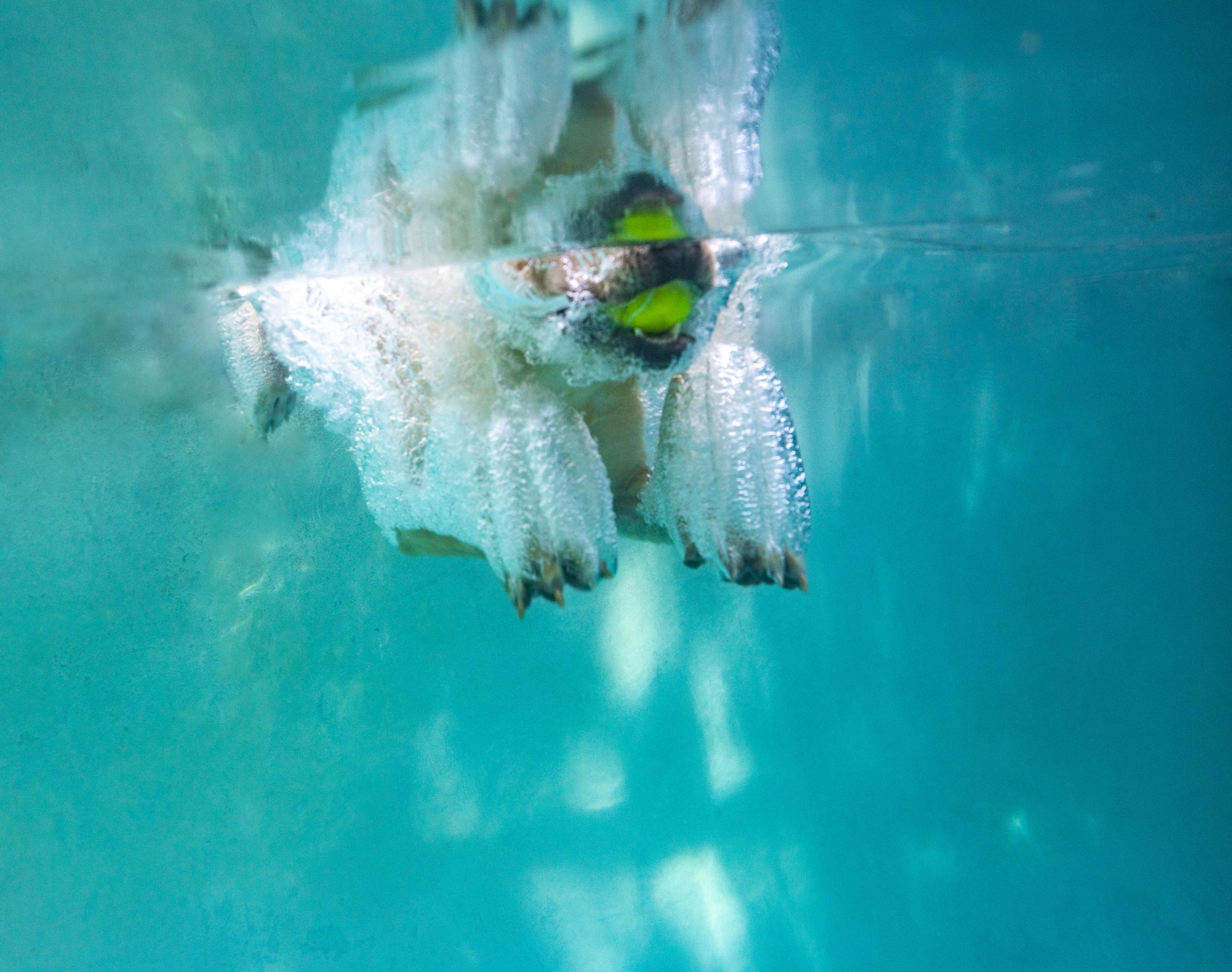 underwater dog photography