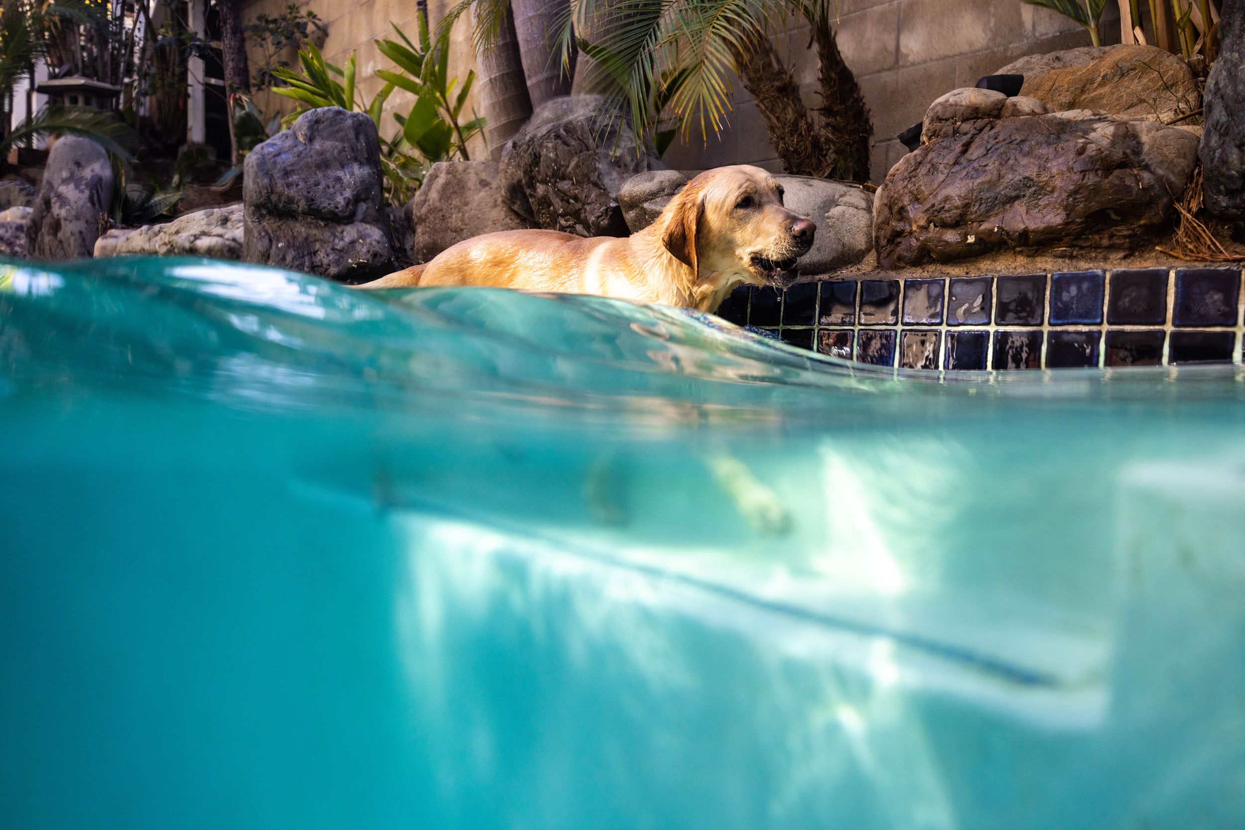 underwater dog photography split shot