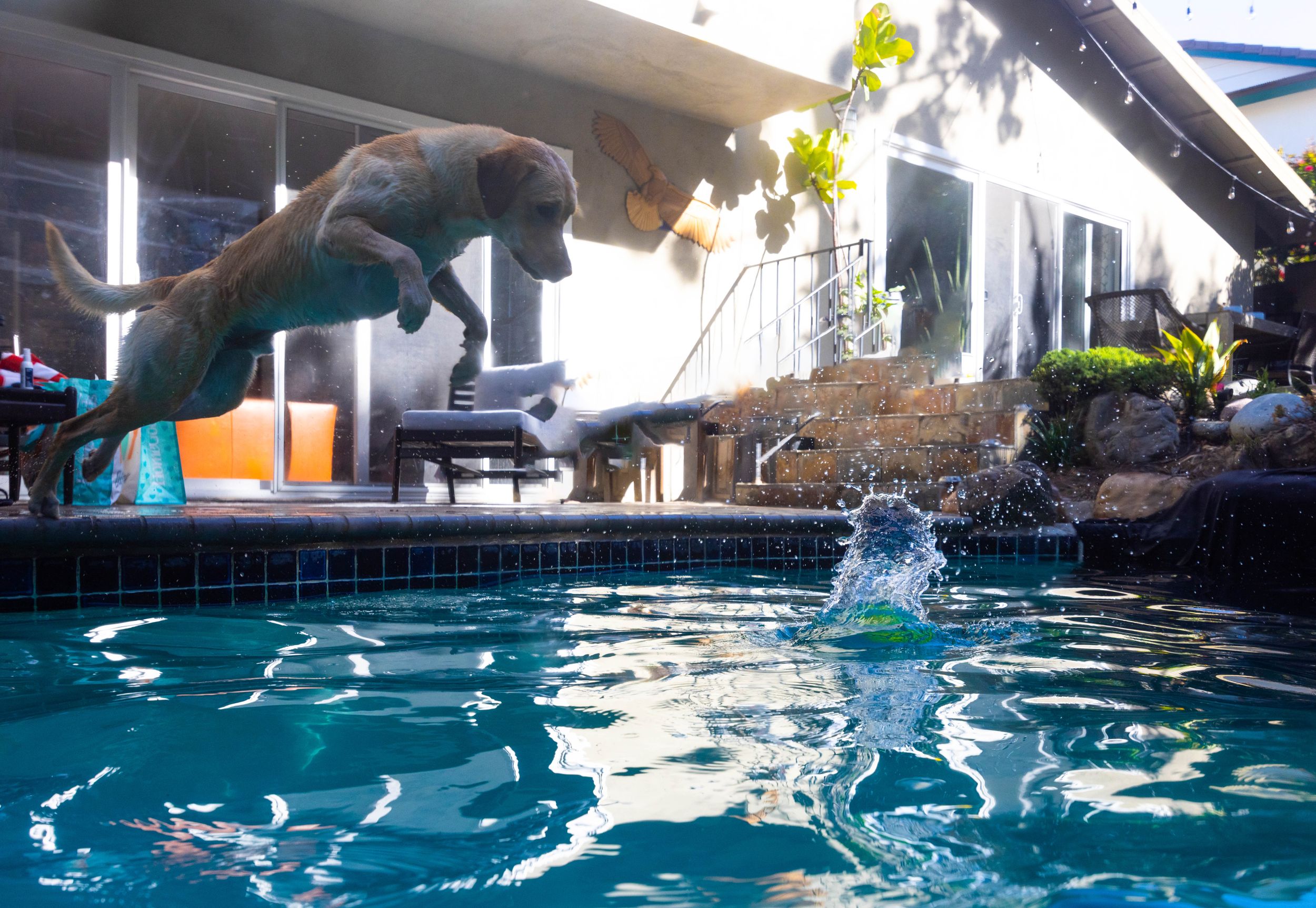 underwater dog photography
