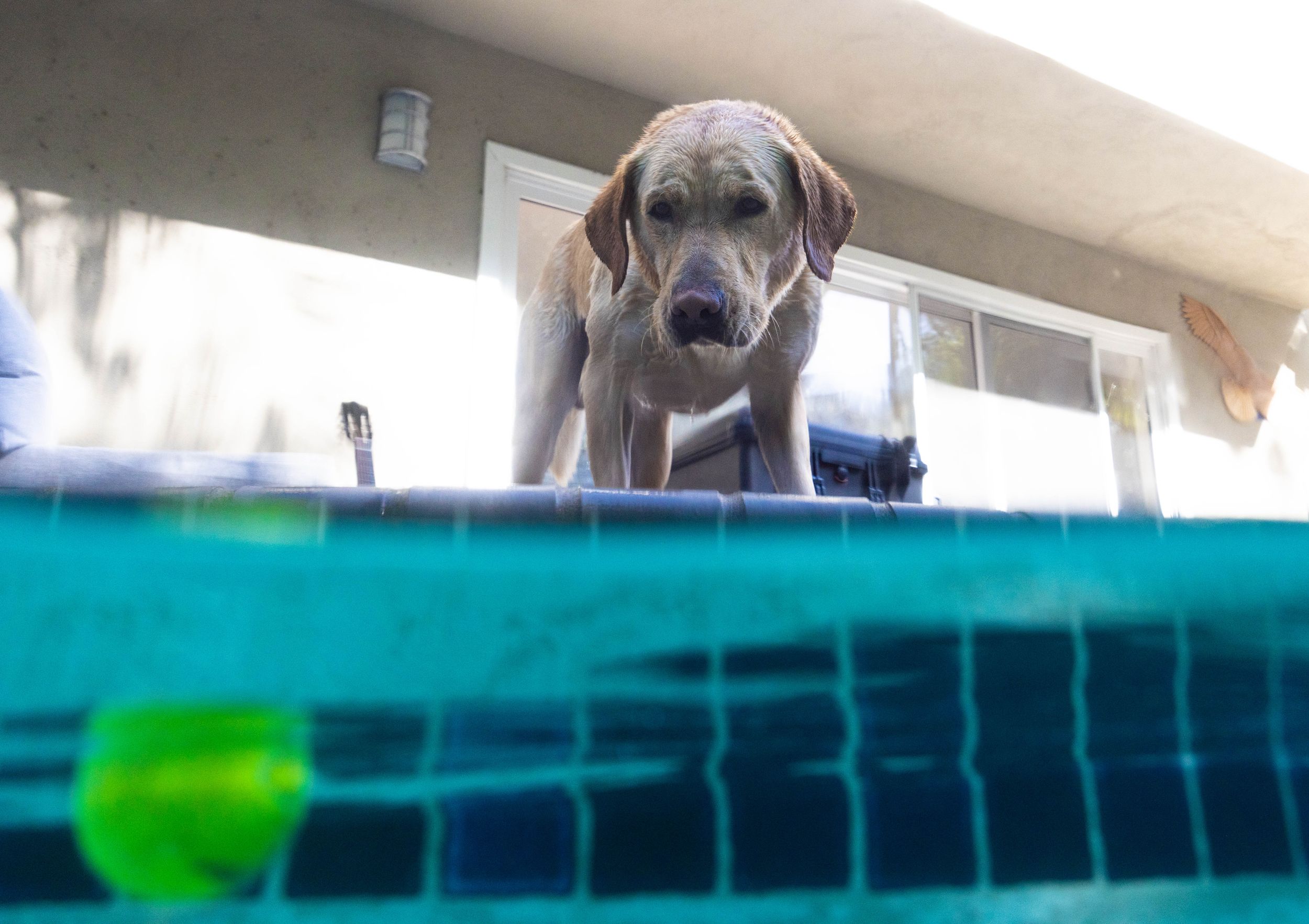 underwater dog photography split shot