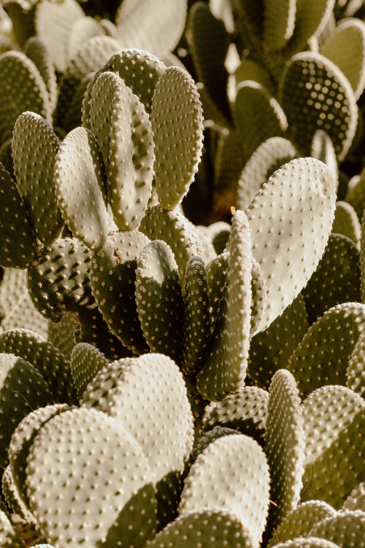 Close-up photograph of a prickly pear cactus showing detailed texture of its pale green pads.