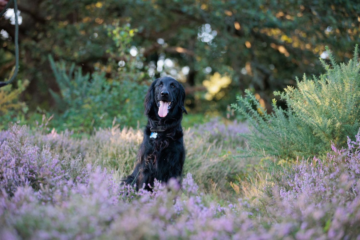 Black dog sitting among blooming purple heather flowers in natural setting.